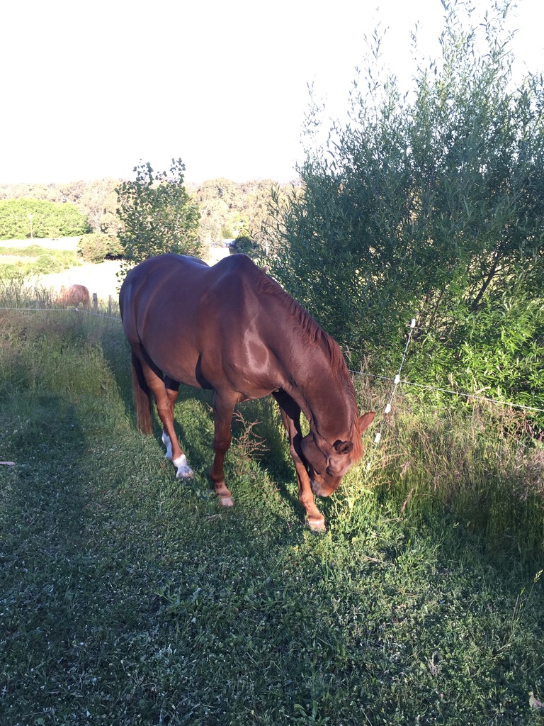 Read more about the article Making Hay While the Sun Shines